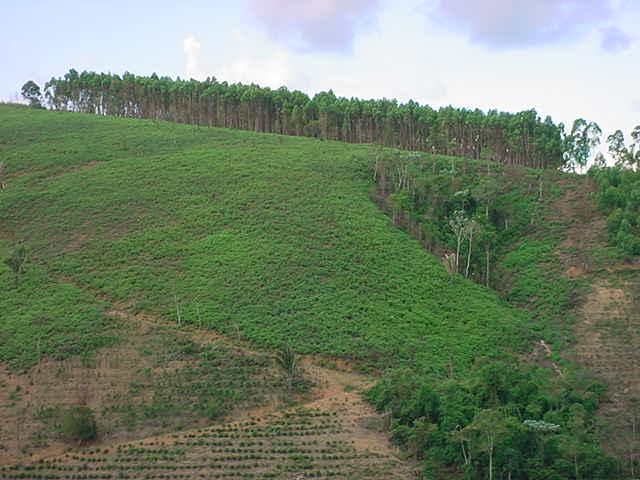 # 1 - Alto Rio Novo - Place of the Confluence - Reforestation of Eucalipto