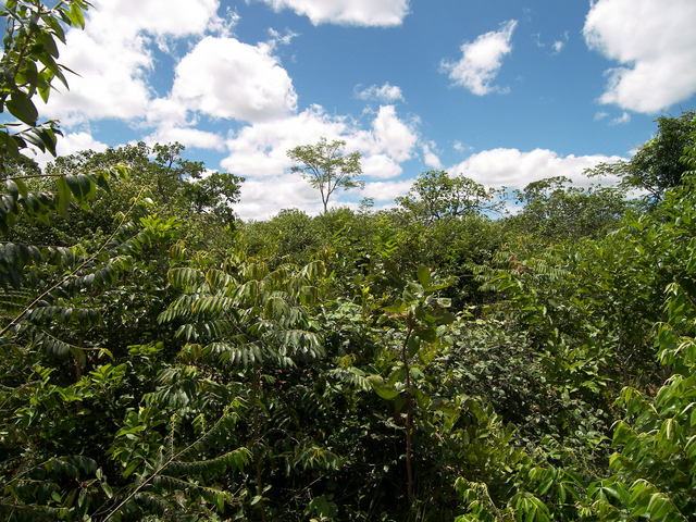 Vista para o Leste.