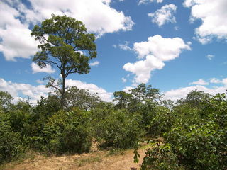 #1: Visão geral da área do ponto da confluência.