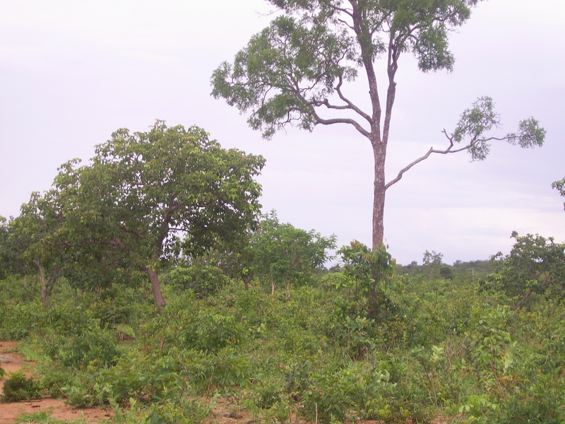 Visão geral - general view