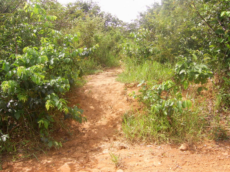 Início da caminhada a 180 metros da confluência - beginning of walking 180 meters close to the confluence