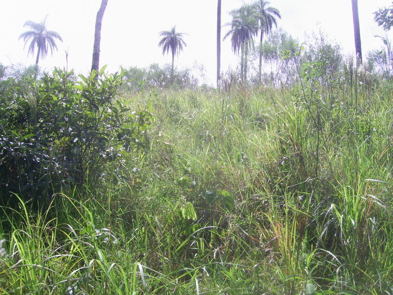 Visão oeste - west view