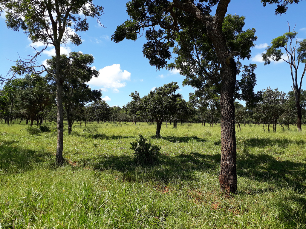 Visão geral - general view