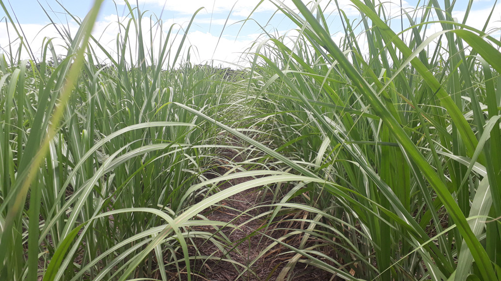 Visão geral, corredor na plantação - general view, corridor in the plantation