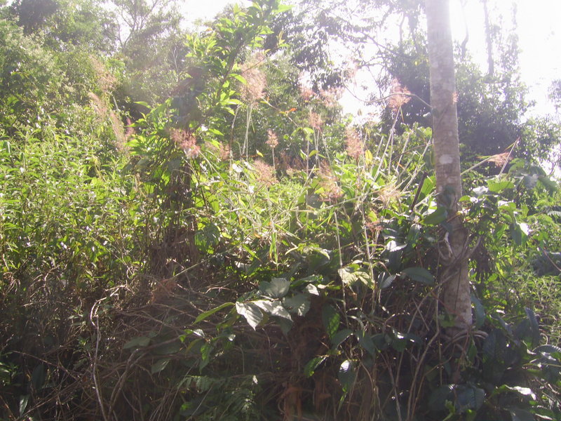 Visão oeste - west view