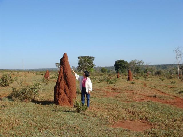 The CP region is populated with huge termite blocks