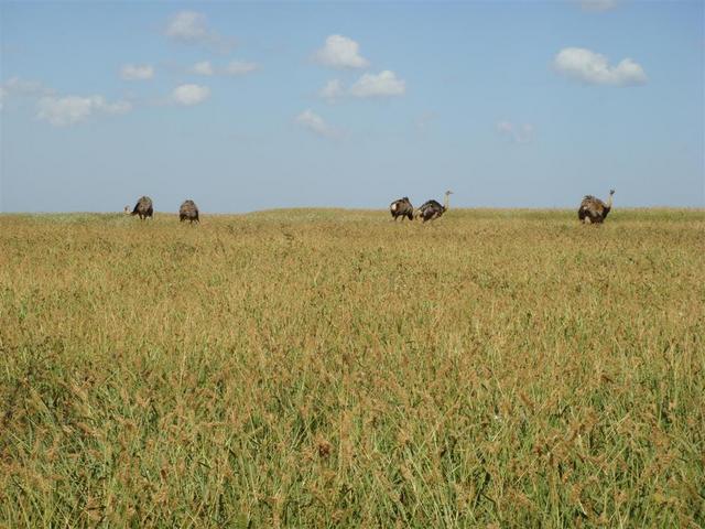 Emas (Brazilian ostrich)