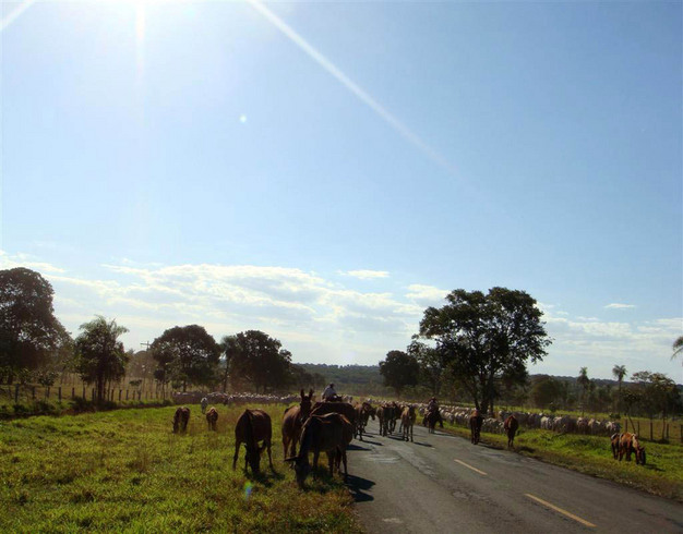 Very common scene - Road to Rohedo