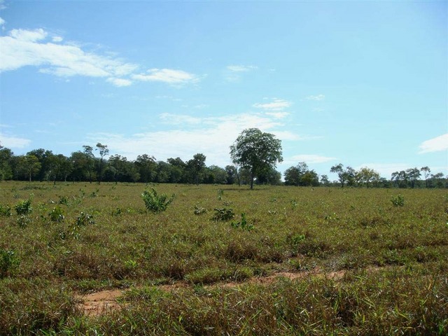 General view - The CP is 30 m to left of tree in center of picture