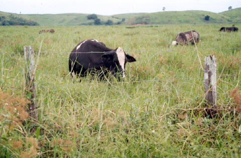 Cow at the confluence