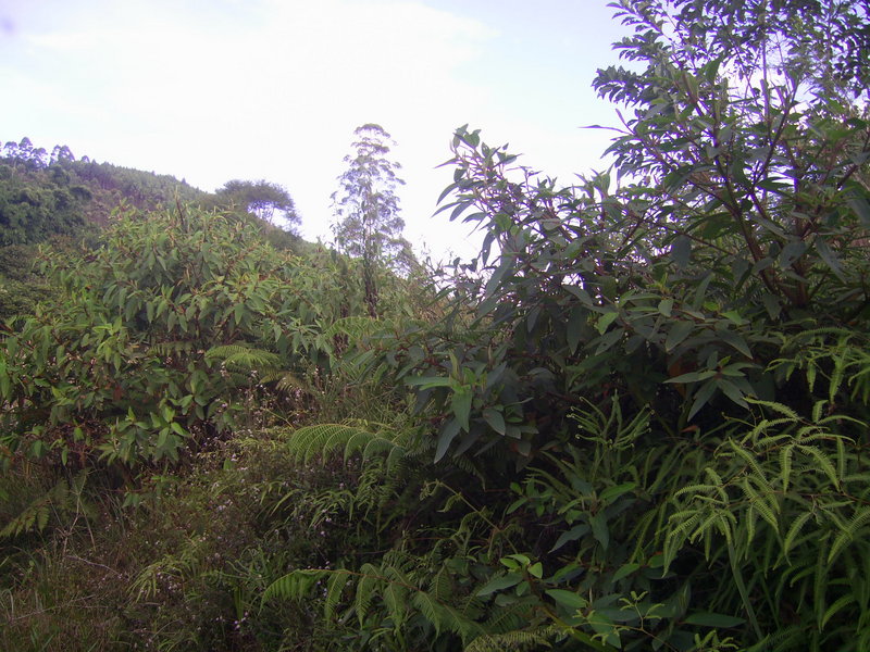 Visão sul - south view