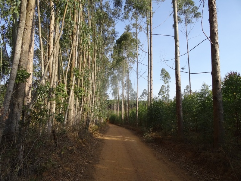 Camino. Paths