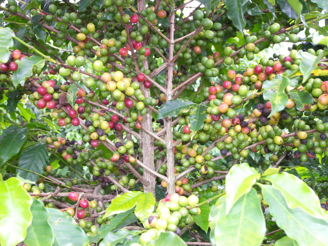 Café do Brasil.