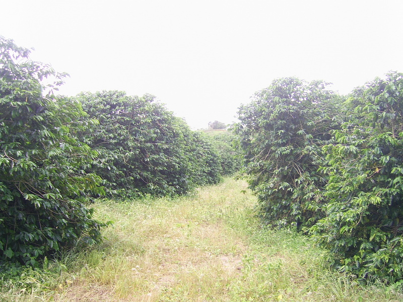 Visão geral - general view