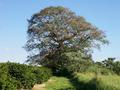 #7: A big tree near the confluence