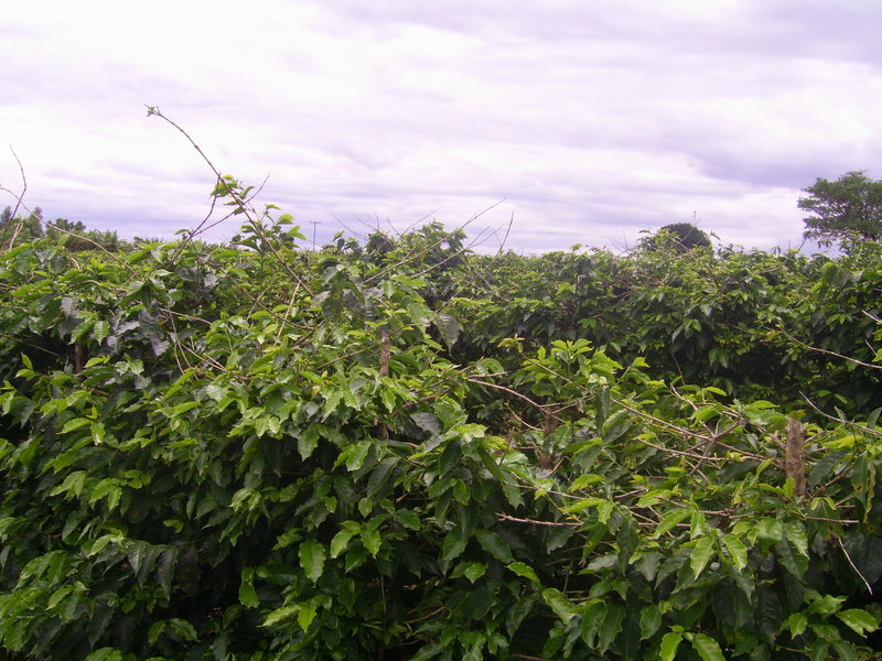 Visão leste - east view