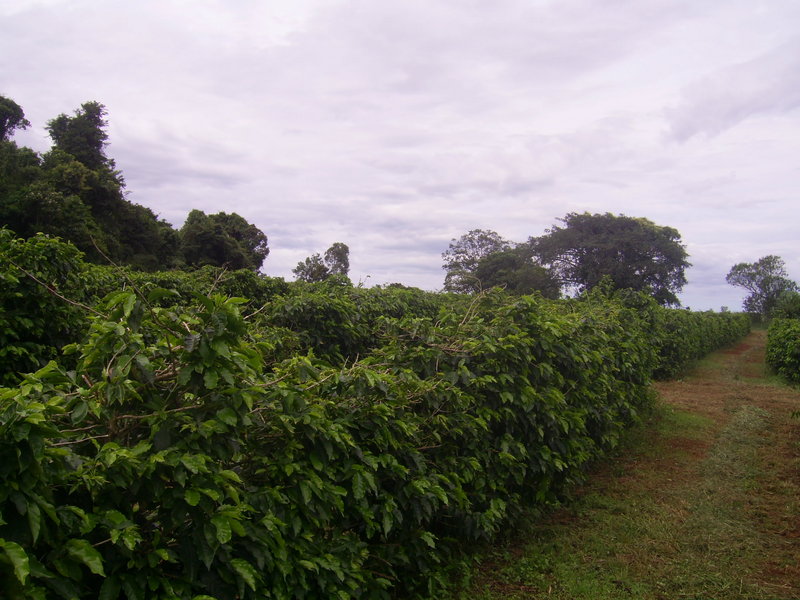 Visão sul - south view