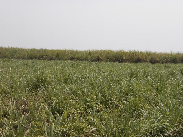 A view of the confluence