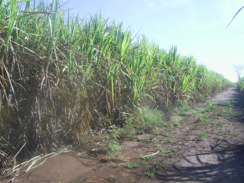 Visão geral - general view