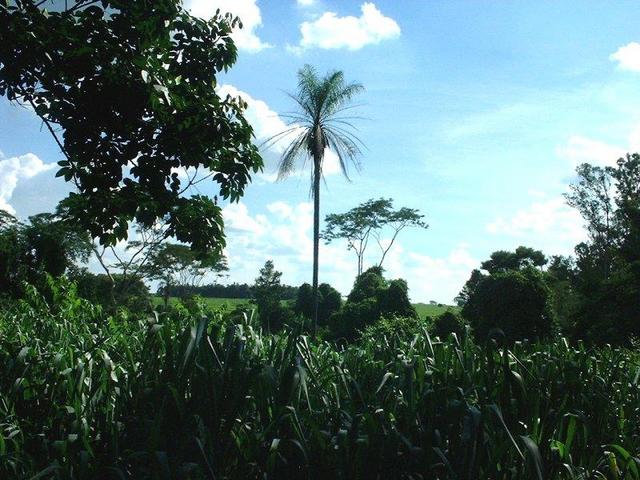 a spectacular view south, with sugar and palm trees