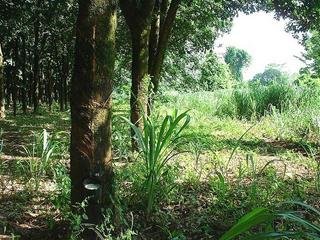 #1: The confluence itself is marked by the latex-collecting pot on the tree