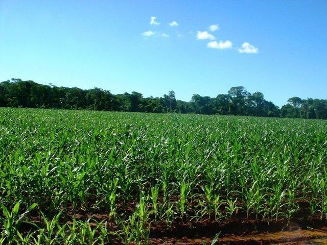 The confluence is in a field of sweetcorn, just off the path