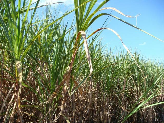 Close of sugar cane