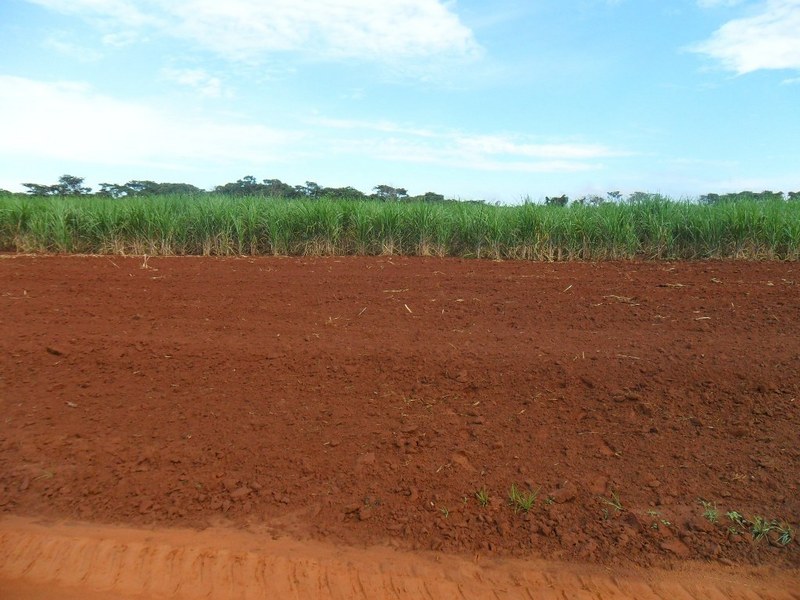 Visão geral e a confluência 35 metros adiante, no início da plantação - general view and confluence 35 meters ahead, at the beginning of the planation