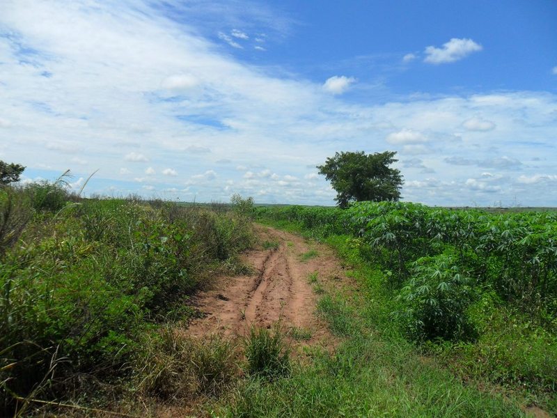 Visão geral a partir da estrada de terra, a 80 metros da confluência - general view from dirt road, 80 meters to the confluence