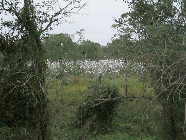 FOTO DO PANTANAL