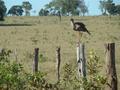 #10: Seriema - Dicholophus cristatus - very common bird in the cerrado