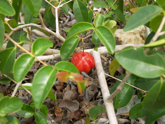 Pitanga selvagem rasteira na areia.