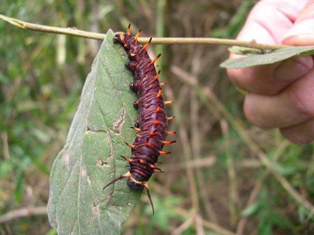 A worm near confluence