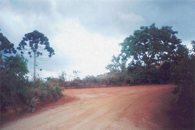 Main bifurcation #2. Confluence is on the right. On the left of the picture, we can see a specimen of the “araucaria angustifolia”, quite common on this ridge.