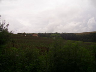 #1: A confluência está 46 metros adiante, dentro da plantação - confluence 46 meters ahead in the plantation