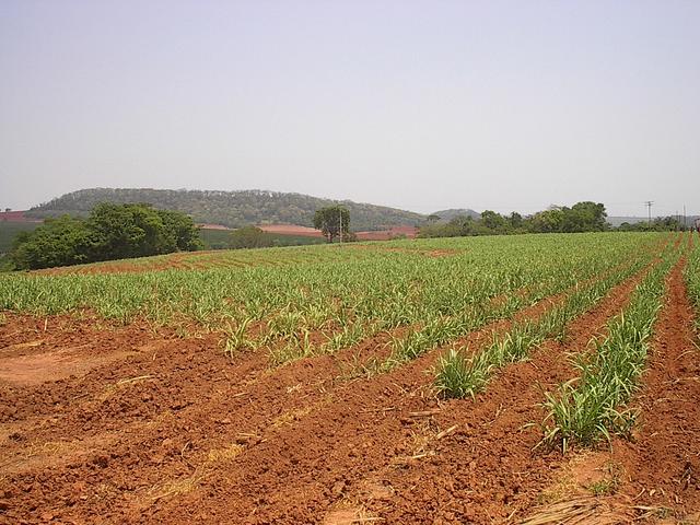 Forest patch on the top of a hill, next to the Confluence.