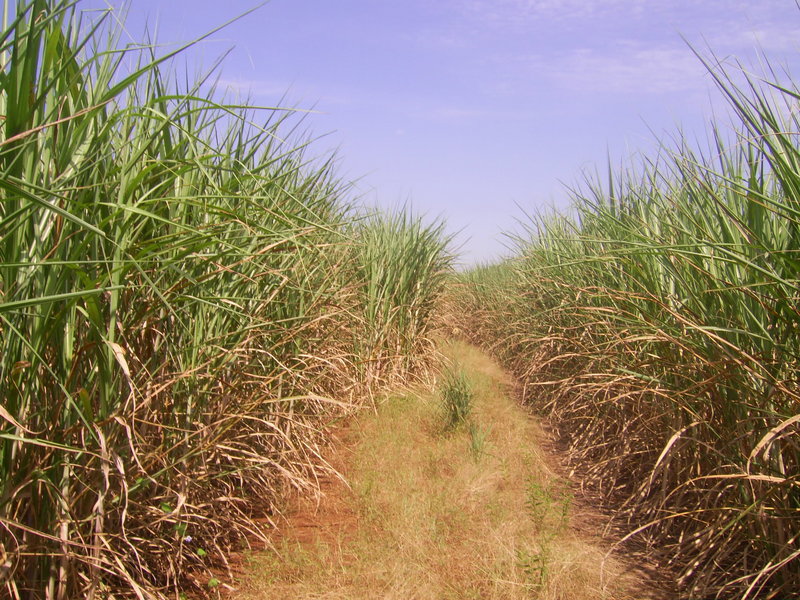 Visão geral - general view