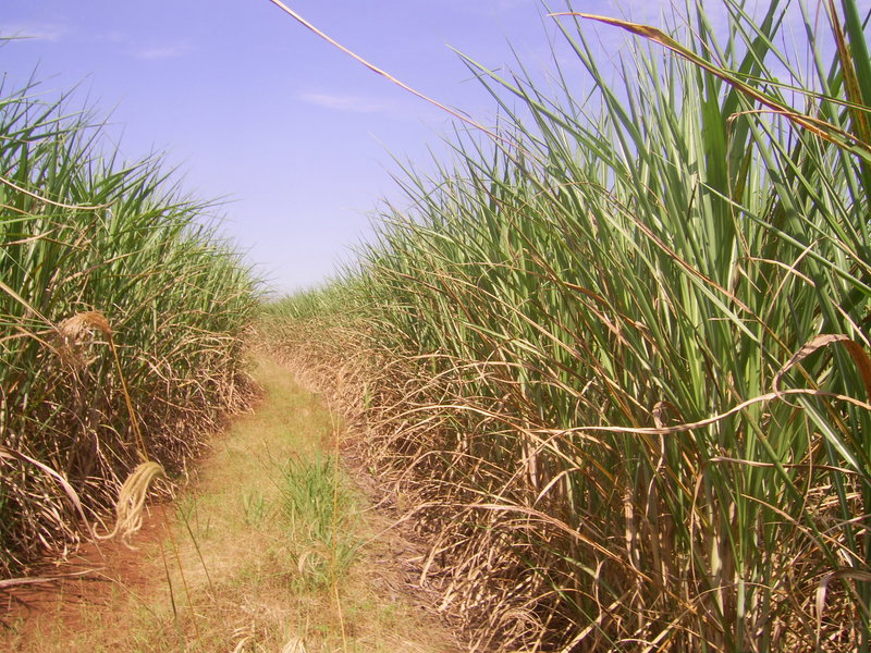 Visão oeste - west view