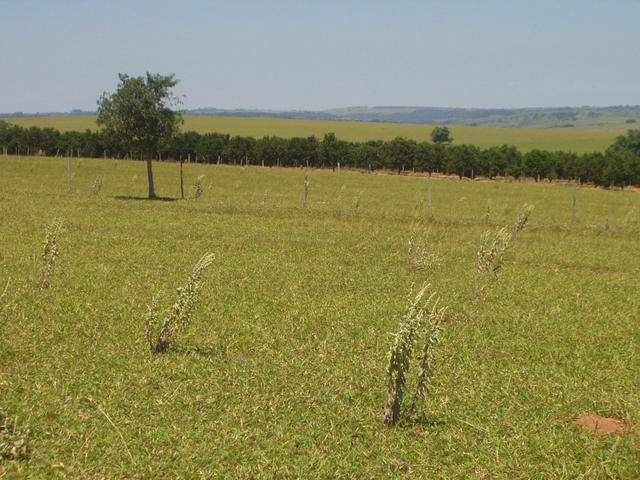 Looking West. The orange orchard