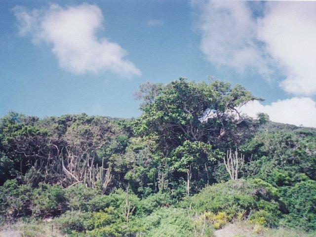 Entering the forest : about 300 meters from confluence : Typical vegetation