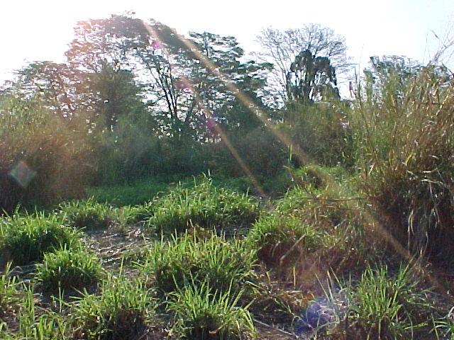 Confluence west view