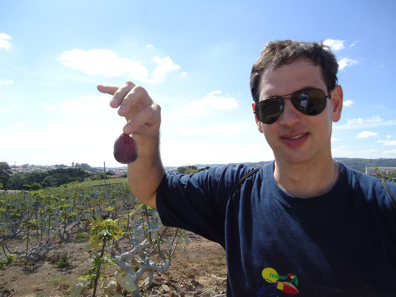 Last figs of the season