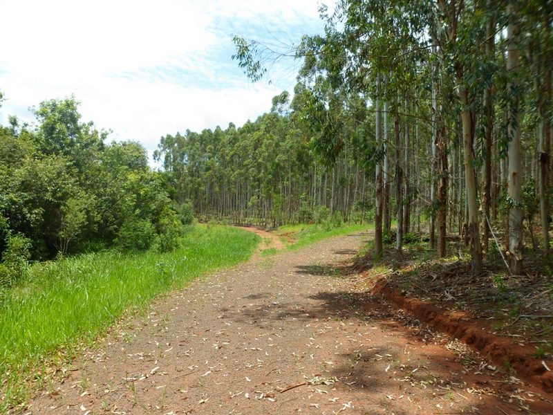 Duas estradas de acesso à confluência: uma margeando a plantação, e outra passando por dentro dela - Two access roads to the confluence: one at the edge of the plantation and another inside it