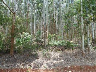 #1: Visão geral, a partir da estrada de terra, a 40 metros da confluência - General view, from dirt road, 40 meters close to the confluence