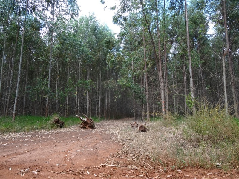 Acceso al bosque. Access to forest