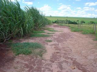 #1: View of the confluence just between the fence and the cane. Note the grass.