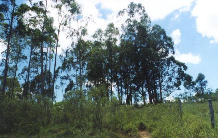 View from the site-D (showing the trees on the higher ground)