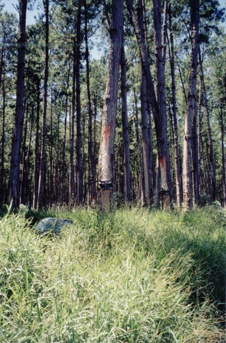 Trees on the East of confluence