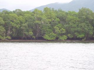 #1: Confluence located 90 m inside the mangroves.