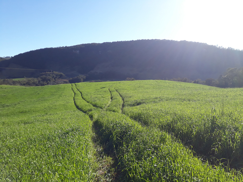 Caminhada até a confluência, pelas trilhas de trator - hiking to the confluence, by the tractor tracks